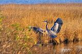 Heron Landing_30018